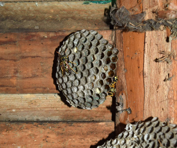 istock Wasp nest with wasps sitting on it. 1169165032