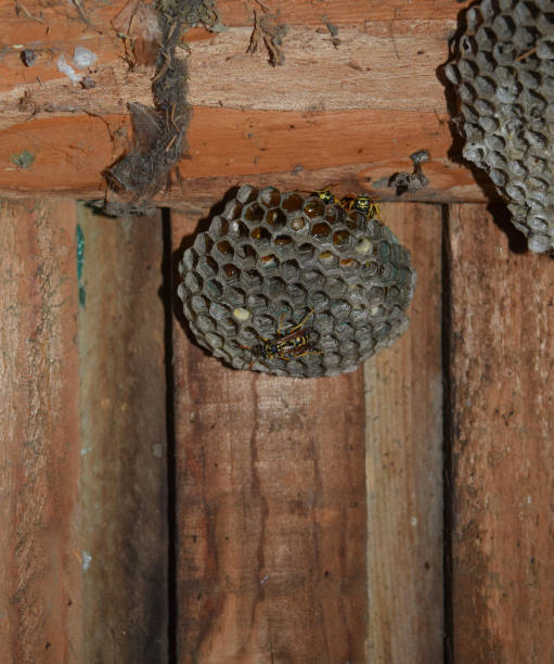 istock Wasp nest with wasps sitting on it. 1169165033