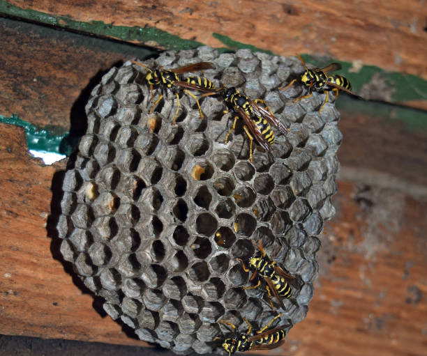 istock Wasp nest with wasps sitting on it. 1169165054