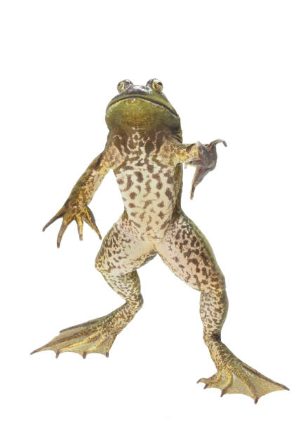 focus stacked closeup image of a huge bullfrog "standing" isolated on white - rana toro americana fotografías e imágenes de stock