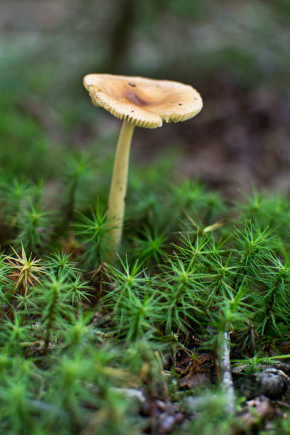 dolly sods wilderness west virginia - vertical forest national forest woods foto e immagini stock