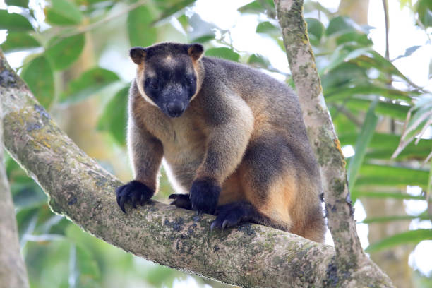 istock A Lumholtz's tree-kangaroo (Dendrolagus lumholtzi) rests high in a tree in a dry forest  Queensland, 1169165503