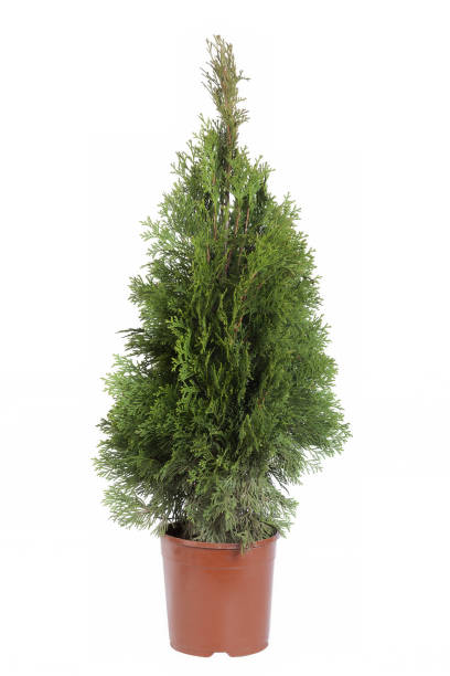 istock Cypress In Plastic Pot Isolated On A White Background 1169166276