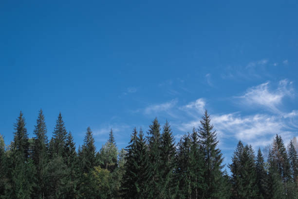 istock The beautiful scenic forests on sky background in Carpathian Mountains, Ukraine 1169166318