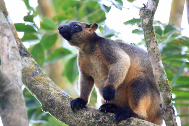 istock A Lumholtz's tree-kangaroo (Dendrolagus lumholtzi) rests high in a tree in a dry forest  Queensland, 1169166415