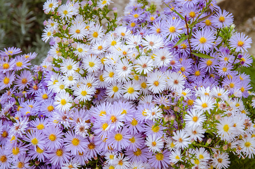 blossoming pink and white aster flowers background