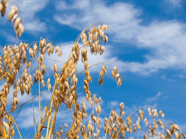 Oat plants just before the harvest
