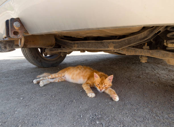 istock Red Greek cat sleeping under an old car on the ground on a summer day 1169167351