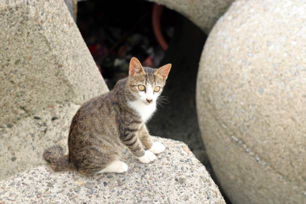 istock Stray cats living on the coast 1169167692