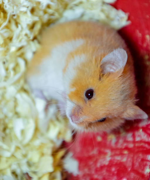 hamster home in keeping in captivity. hamster in sawdust. red hamster - animal captivity building imagens e fotografias de stock