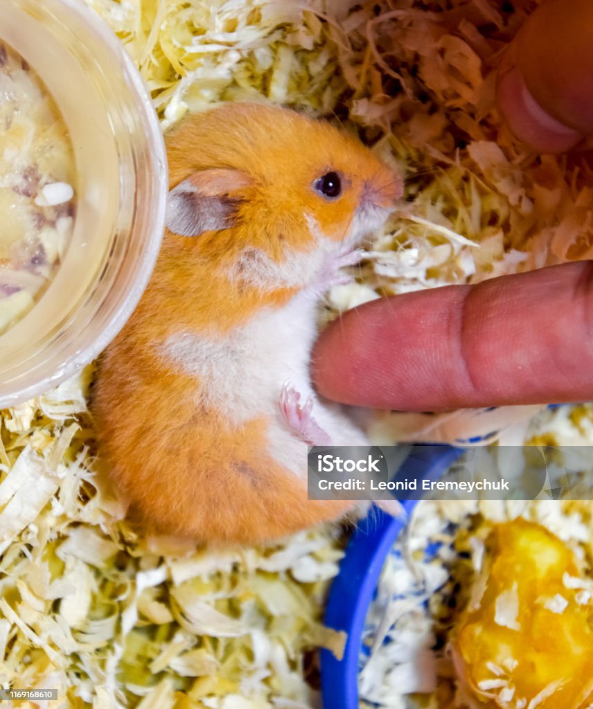 Ngón Tay Để Vuốt Bụng Của Một Con Chuột Đồng Hình ảnh Sẵn có - Tải ...