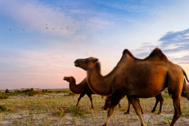 Camel in Erlianhot, Inner Mongolia, China