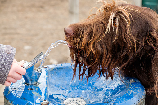 Dog with long strands of fur drinking fro the tap of a fountain in a public park with a child's hand pressing the button.