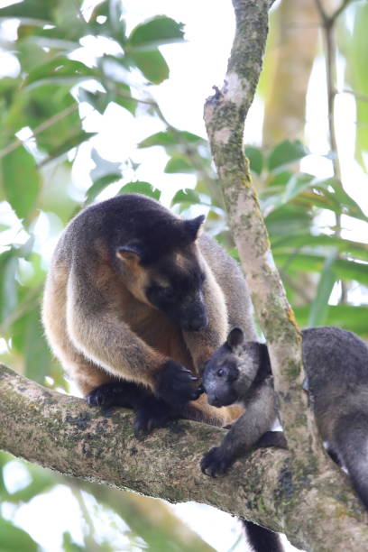 istock A Lumholtz's tree-kangaroo (Dendrolagus lumholtzi) rests high in a tree in a dry forest  Queensland, 1169169579