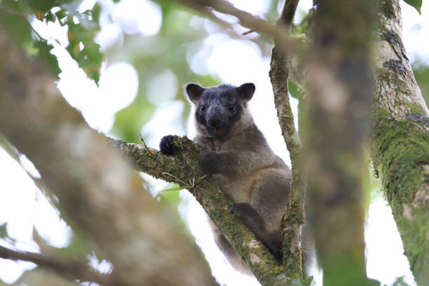 istock A Lumholtz's tree-kangaroo (Dendrolagus lumholtzi) cub high in a tree in a dry forest  Queensland, 1169169831