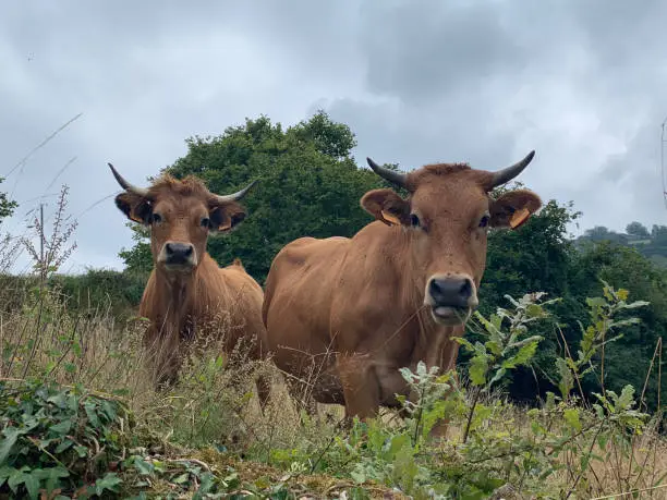 Two brown cows looking curiously among the grass