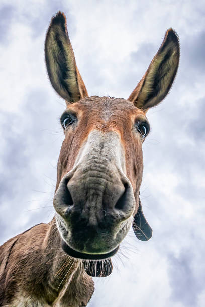 istock Donkey head close-up taken by downside 1169171178