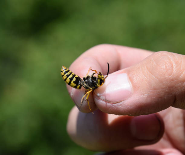 istock Common wasp on pinched fingers 1169171353