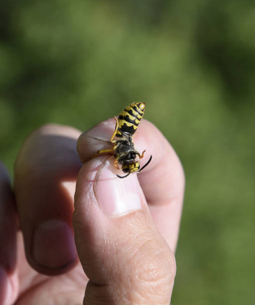 istock Common wasp on pinched fingers 1169171355