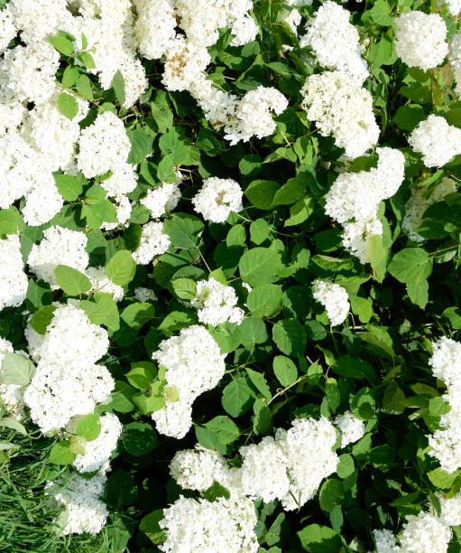 istock Flowers of a buldenezh 1169171370