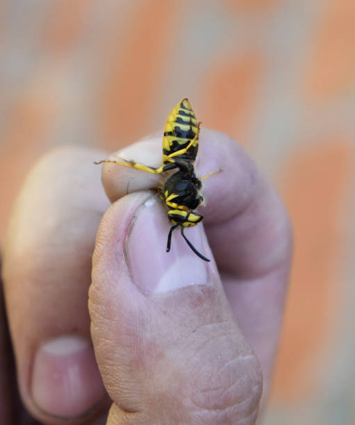 istock Common wasp on pinched fingers 1169171371