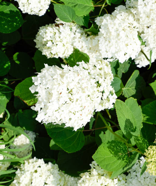 istock Flowers of a buldenezh 1169171373