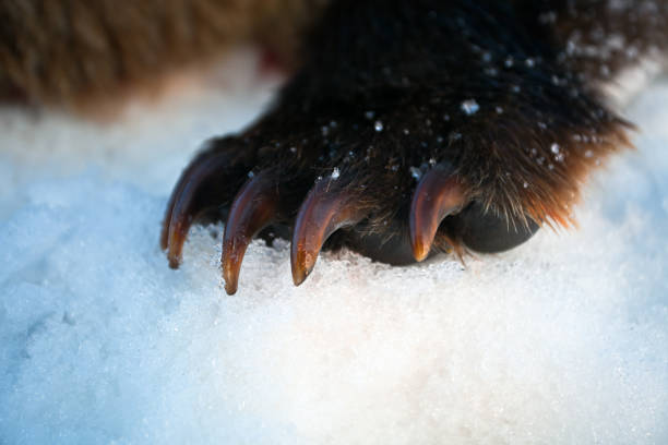 istock Front paw with claws Kamchatka brown bear in the snow. 1169173203
