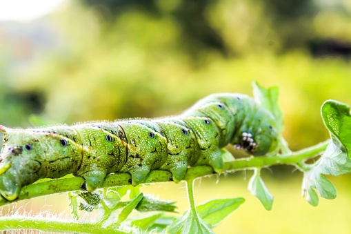 Closeup of a tomato hornworm infestation of a tomato plant