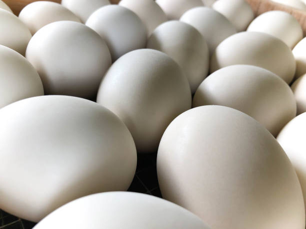 istock White duck eggs are in the panel wood 1169175004