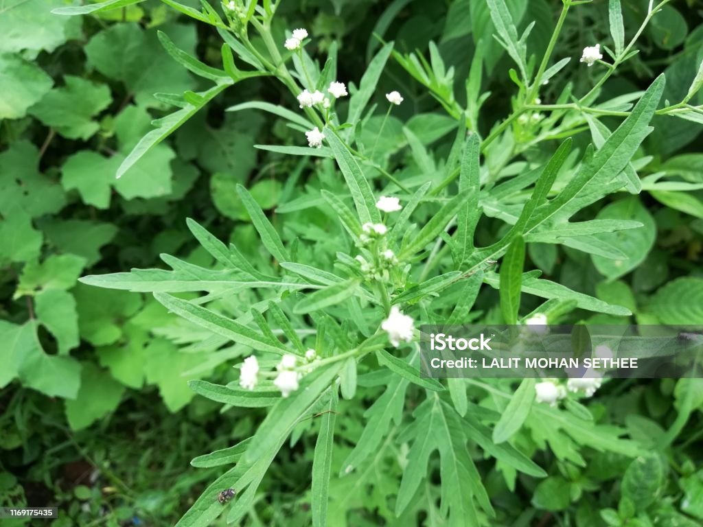 Parthenium Hysterophorus Santamaria Santa Maria Feverfew Whitetop Weed