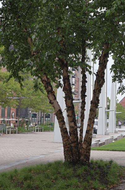 красивое дерево на роуз фицджеральд кеннеди гринуэй в бостоне - kennedy center стоковые фото и изображения