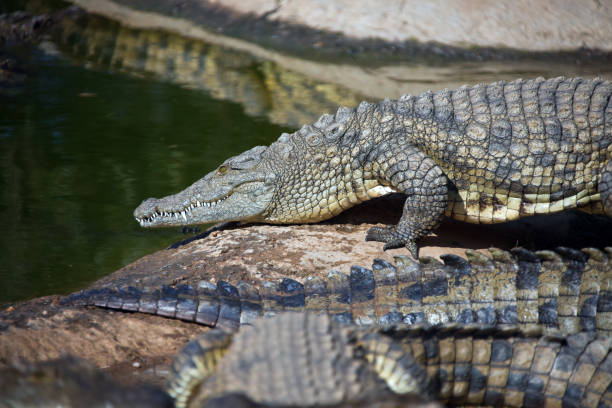 istock Nile crocodile goes from the shore into the water 1169175514