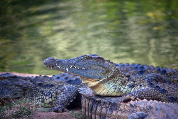 istock African crocodile head in profile. 1169175595