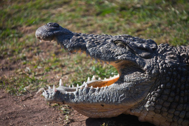 istock Nile crocodile with open mouth and closed eyes 1169175663