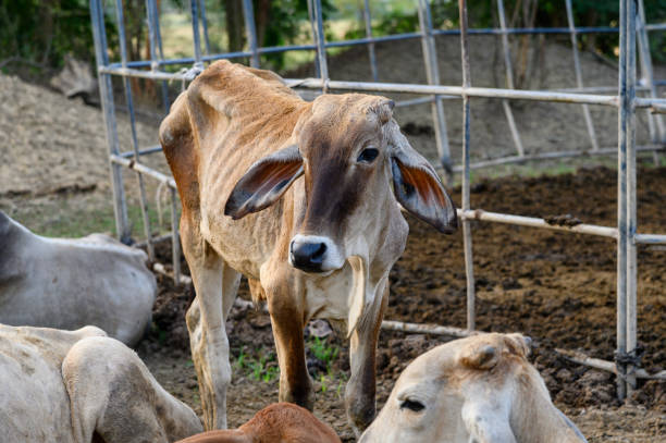 Brown cow standing in stall Brown young cow standing in stall sleeping cow stock pictures, royalty-free photos & images