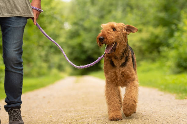 airedale terrier. hundeführer ist mit seinem odedient hund auf der straße in einem wald zu fuß. - aredale stock-fotos und bilder