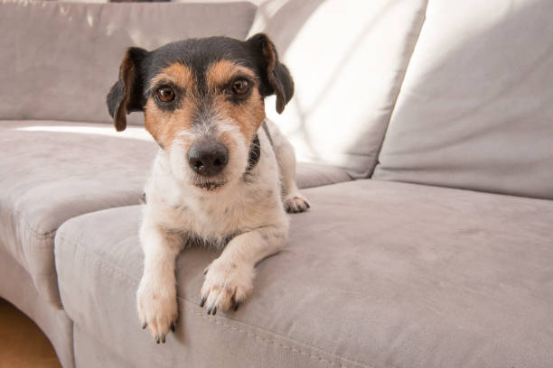 cute little jack russell terrier dog lies on a gray sofa. he is attentive and focused and looks into the camera - dog tranquil scene pets animals and pets imagens e fotografias de stock