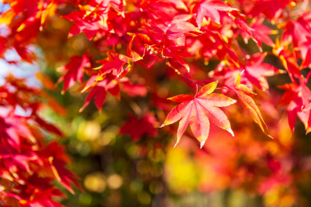 Autumn Maple Tree Background.Seoul Korea.