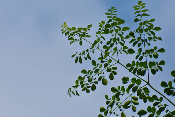istock Moringo Tree Leaves picture with sky background. 1169178811