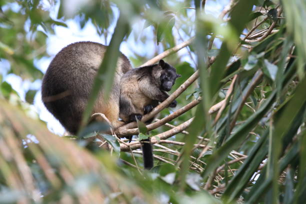 istock A Lumholtz's tree-kangaroo (Dendrolagus lumholtzi) cub with Mother  in a tree Queensland, Australia 1169179749