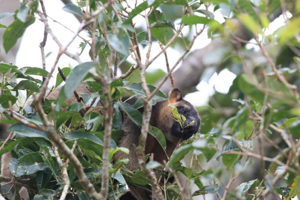 istock A Lumholtz's tree-kangaroo (Dendrolagus lumholtzi) rests high in a tree in a dry forest  Queensland, 1169179869