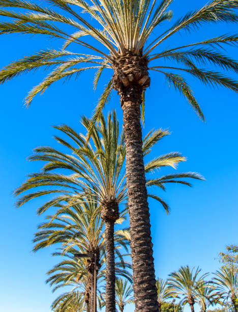 istock Row of Palm Trees 1169181665