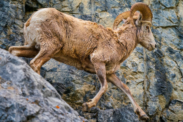 Mountain sheep in Kananaskis Provincial Park