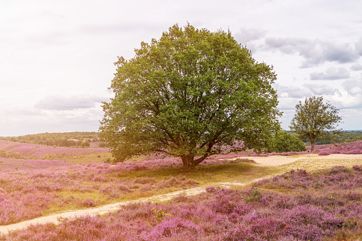 Single tree in the heather covered field, Hoge Veluwe, Netherlands