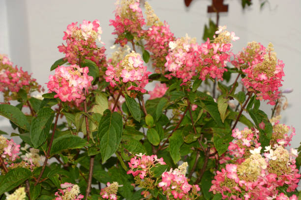 hydrangea paniculata pinky winky bush with white pink flowers