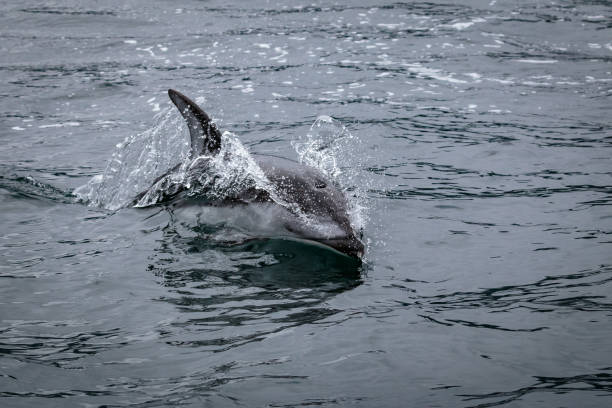 istock Pacific white sided dolphin, Lagenorhynchus obliquidens 1169183184