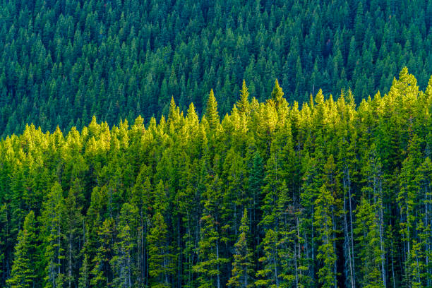 Green forest.