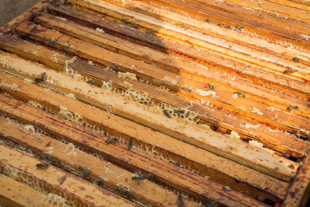 istock part of the hive 1169183885
