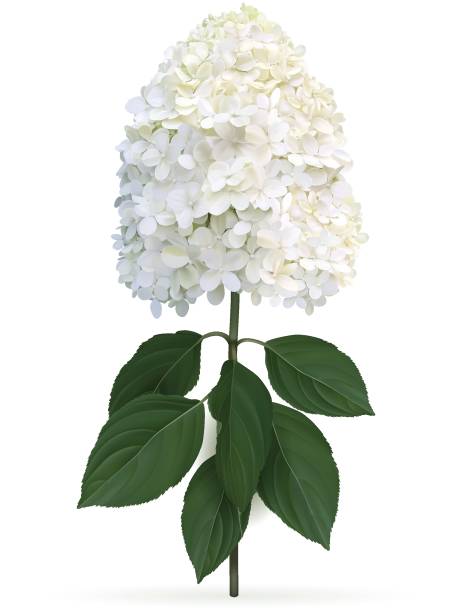 Hydrangea paniculata Limelight Hydrangea paniculata Limelight in late summer, high quality detailed illustration on a white background. This sort is winter hardy and change color from lime green to creamy white in late summer panicle stock illustrations