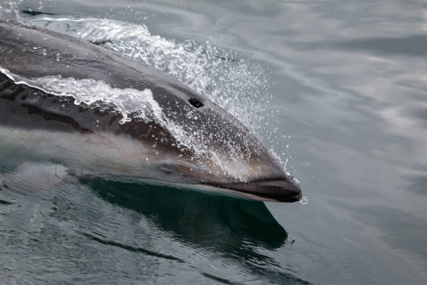 istock Pacific white sided dolphin, Lagenorhynchus obliquidens 1169184032
